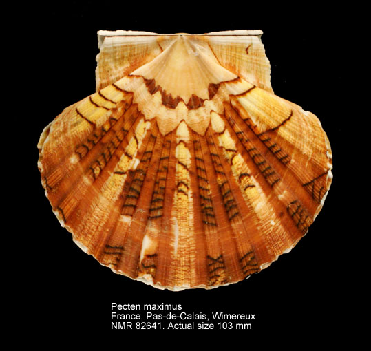 Pecten maximus (left valve 2).jpg - Pecten maximus(Linnaeus,1758)